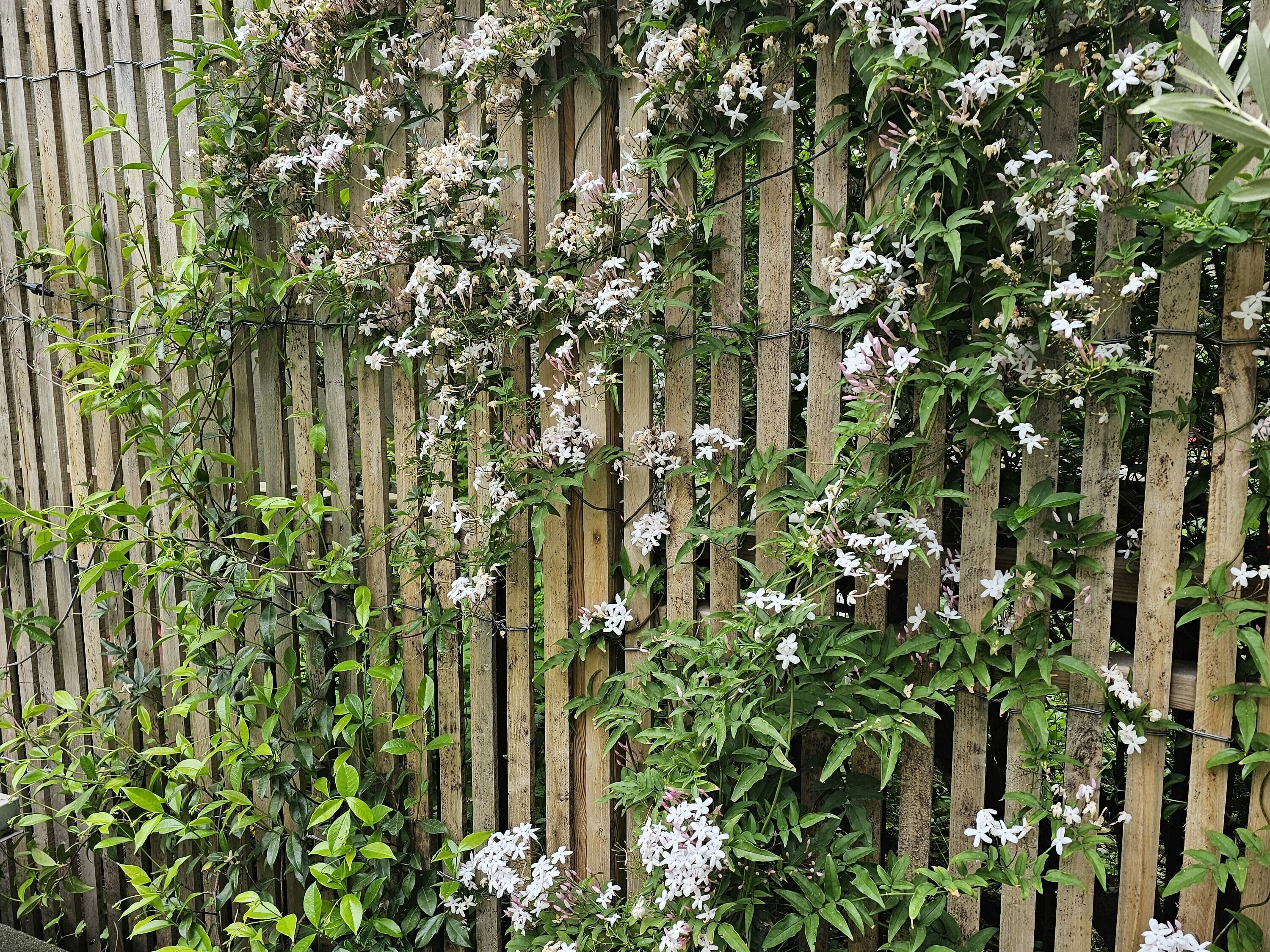 Une clôture en bois avec une plante grimpante présentant des grappes de petites fleurs blanches et des feuilles vertes dans un jardin.